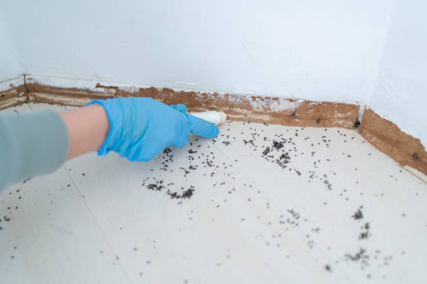 Best Pest Control Treatment  in Lyncourt, NY